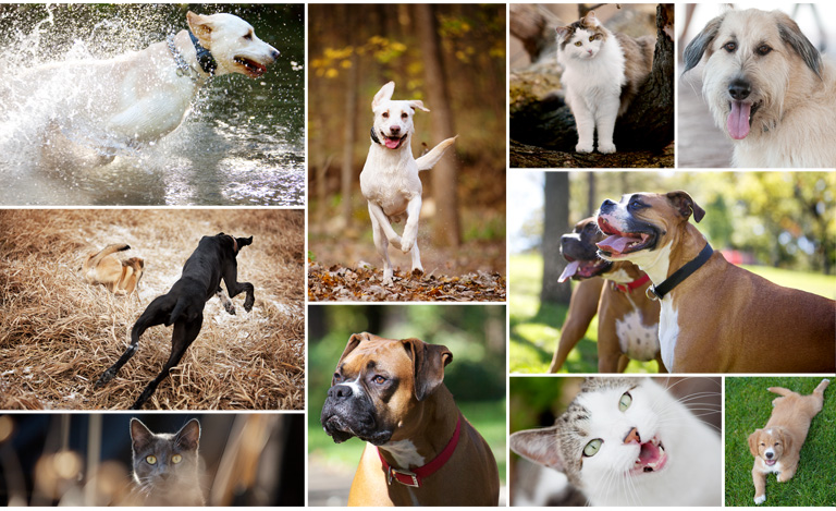 Pet photography by Jane Melgaard